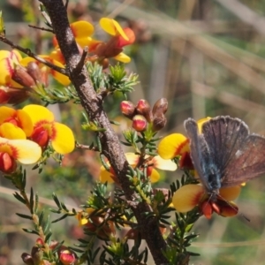 Erina hyacinthina at Acton, ACT - 11 Oct 2022 12:34 PM