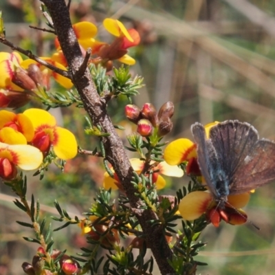 Erina hyacinthina (Varied Dusky-blue) at Black Mountain - 11 Oct 2022 by BarrieR