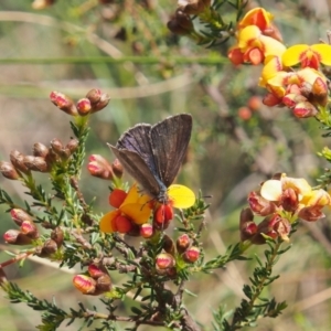 Erina hyacinthina at Acton, ACT - 11 Oct 2022