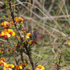 Erina hyacinthina at Acton, ACT - 11 Oct 2022 12:34 PM