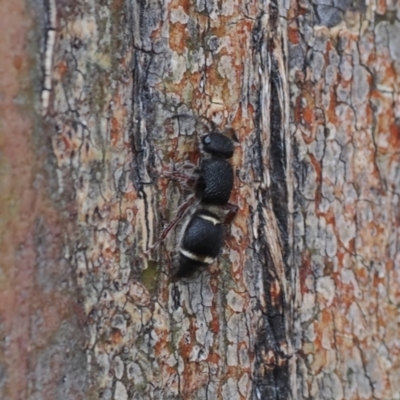 Eurymutilla sp. (genus) (Mutillid wasp or velvet ant) at Namadgi National Park - 19 Oct 2022 by RAllen