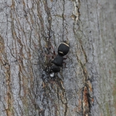 Eurymutilla sp. (genus) at Namadgi National Park - 19 Oct 2022