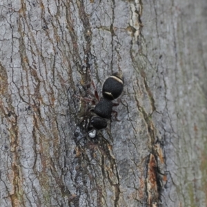 Eurymutilla sp. (genus) at Namadgi National Park - 19 Oct 2022