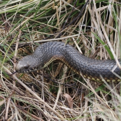 Austrelaps ramsayi (Highlands Copperhead) at Namadgi National Park - 19 Oct 2022 by RAllen