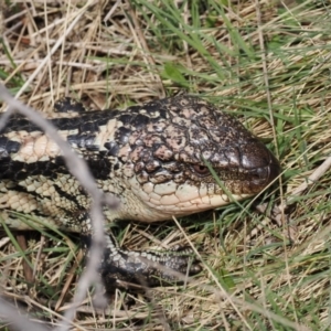 Tiliqua nigrolutea at Booth, ACT - 19 Oct 2022