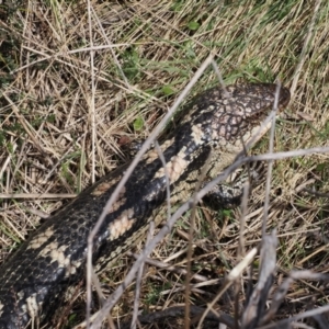 Tiliqua nigrolutea at Booth, ACT - 19 Oct 2022