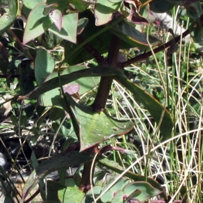 Veronica perfoliata (Digger's Speedwell) at Booth, ACT - 11 Oct 2022 by sangio7