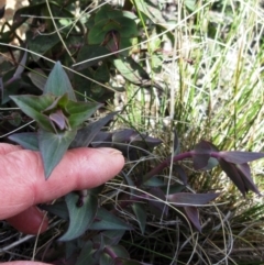 Veronica perfoliata at Booth, ACT - 11 Oct 2022 02:44 PM