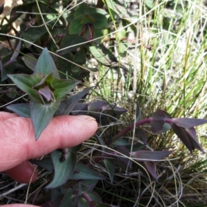 Veronica perfoliata at Booth, ACT - 11 Oct 2022 02:44 PM