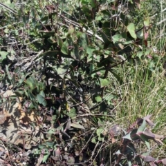 Veronica perfoliata at Booth, ACT - 11 Oct 2022 02:44 PM