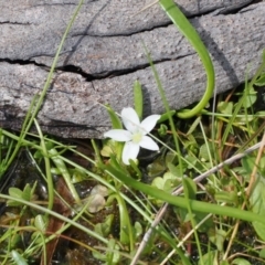 Montia australasica (White Purslane) at Booth, ACT - 19 Oct 2022 by RAllen