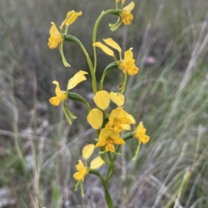 Diuris nigromontana at Cook, ACT - suppressed