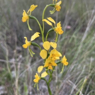 Diuris nigromontana (Black Mountain Leopard Orchid) at Aranda Bushland - 19 Oct 2022 by dgb900