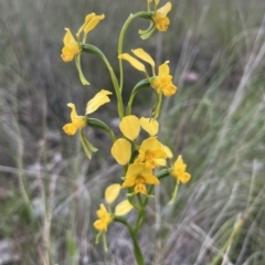 Diuris nigromontana (Black Mountain Leopard Orchid) at Cook, ACT - 19 Oct 2022 by dgb900