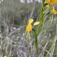 Diuris nigromontana at Cook, ACT - suppressed