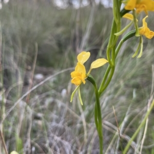 Diuris nigromontana at Cook, ACT - 20 Oct 2022