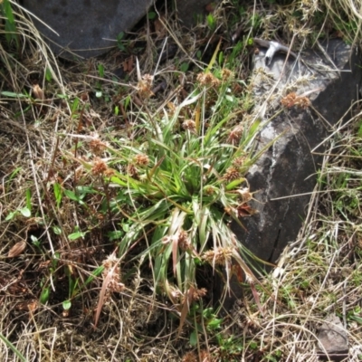 Luzula flaccida (Pale Woodrush) at Booth, ACT - 11 Oct 2022 by sangio7