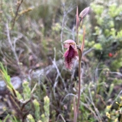 Calochilus platychilus (Purple Beard Orchid) at Bruce, ACT - 19 Oct 2022 by dgb900