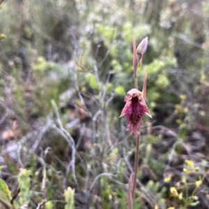 Calochilus platychilus at Bruce, ACT - 20 Oct 2022
