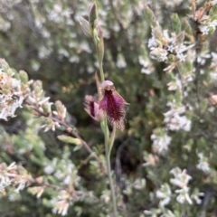 Calochilus platychilus at Bruce, ACT - 20 Oct 2022