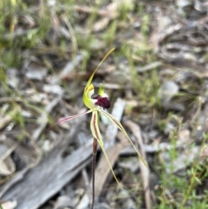 Caladenia atrovespa at Bruce, ACT - 20 Oct 2022