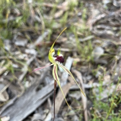Caladenia atrovespa (Green-comb Spider Orchid) at Black Mountain - 19 Oct 2022 by dgb900
