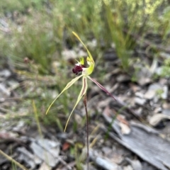 Caladenia atrovespa at Bruce, ACT - 20 Oct 2022