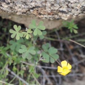 Oxalis sp. at Rendezvous Creek, ACT - 19 Oct 2022