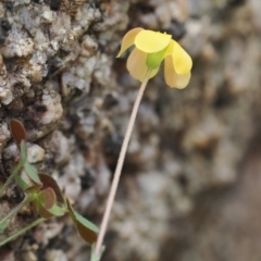 Oxalis sp. at Rendezvous Creek, ACT - 19 Oct 2022 02:43 PM