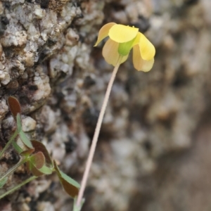 Oxalis sp. at Rendezvous Creek, ACT - 19 Oct 2022