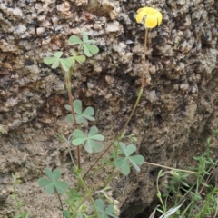 Oxalis sp. at Rendezvous Creek, ACT - 19 Oct 2022