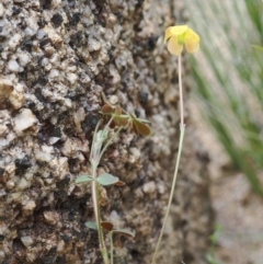 Oxalis sp. at Rendezvous Creek, ACT - 19 Oct 2022