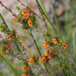 Pultenaea procumbens at Rendezvous Creek, ACT - 19 Oct 2022