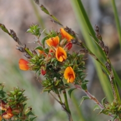 Pultenaea procumbens at Rendezvous Creek, ACT - 19 Oct 2022