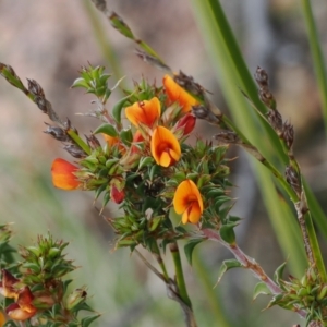 Pultenaea procumbens at Rendezvous Creek, ACT - 19 Oct 2022 03:06 PM