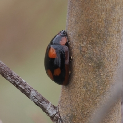 Paropsisterna beata (Blessed Leaf Beetle) at Macarthur, ACT - 18 Oct 2022 by RAllen