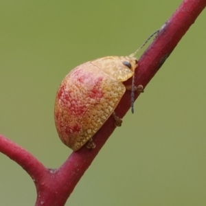 Paropsis obsoleta at Macarthur, ACT - 18 Oct 2022