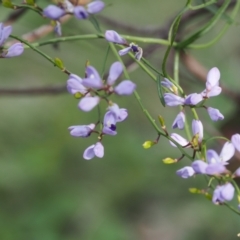 Comesperma volubile (Love Creeper) at Fadden, ACT - 18 Oct 2022 by RAllen