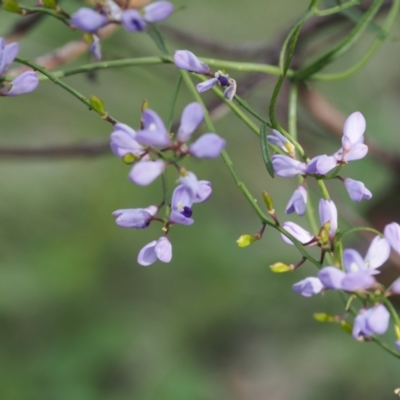 Comesperma volubile (Love Creeper) at Wanniassa Hill - 18 Oct 2022 by RAllen