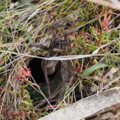 Lycosidae (family) (Wolf spider) at Fadden, ACT - 18 Oct 2022 by RAllen