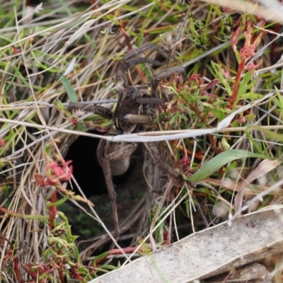 Lycosidae (family) (Wolf spider) at Fadden, ACT - 18 Oct 2022 by RAllen