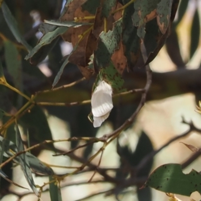 Acyphas chionitis (White Tussock Moth) at Namadgi National Park - 15 Oct 2022 by RAllen