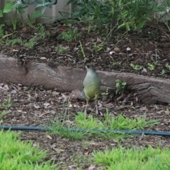 Ptilonorhynchus violaceus (Satin Bowerbird) at Kaleen, ACT - 20 Oct 2022 by Rixon