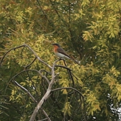 Myiagra cyanoleuca (Satin Flycatcher) at Kaleen, ACT - 20 Oct 2022 by Rixon