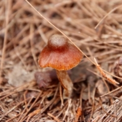 Unidentified Fungus at Broulee Moruya Nature Observation Area - 20 Oct 2022 by LisaH