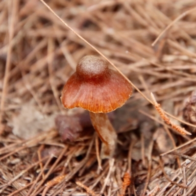 Unidentified Fungus at Moruya, NSW - 20 Oct 2022 by LisaH