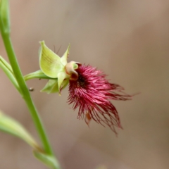 Calochilus paludosus (Strap Beard Orchid) at Moruya, NSW - 20 Oct 2022 by LisaH