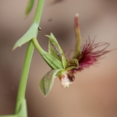 Calochilus paludosus at Moruya, NSW - suppressed