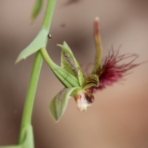 Calochilus paludosus at Moruya, NSW - suppressed