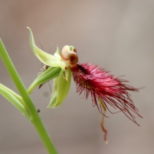 Calochilus paludosus at Moruya, NSW - suppressed